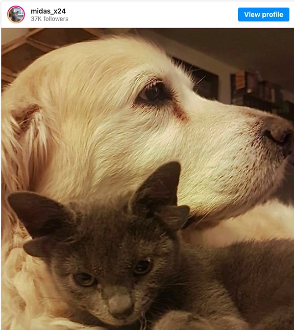 Мидас очень хорошо ладит с двумя лабрадорами в доме, Сюзи и Зейно.