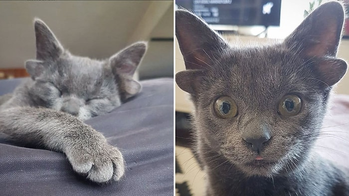 Котенок с 4 ушами из Турции стал звездой Инстаграма