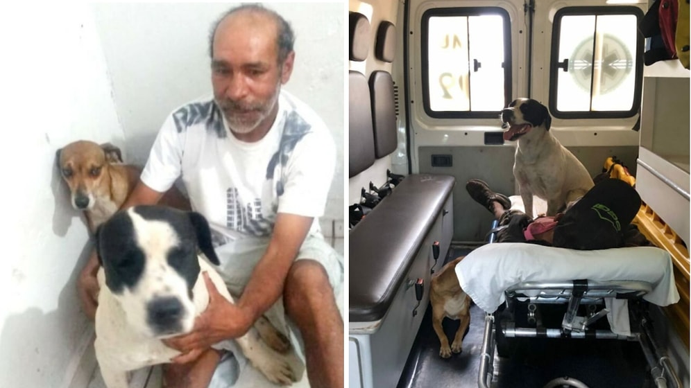 Две верные собаки отказались покидать карету скорой помощи, чтобы быть рядом с хозяином, и персонал решает их взять с собой
