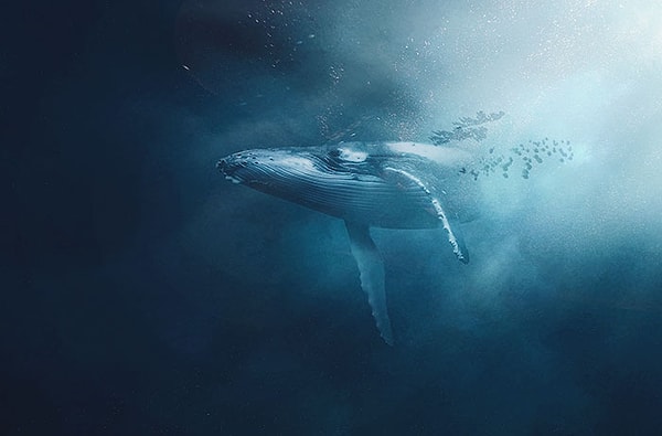 4. В 2007 году был найден кит с гарпуном на шее. Конда люди изъяли гарпун, то поняли, что он был из 1800-х годов. У этого кита был гарпун в течение столетия