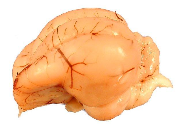 Kuşun beyin yapısı analiz edildiğinde, kuş beyinlerinin zaman içerisinde düzenli olarak gelişmediği görüldü.