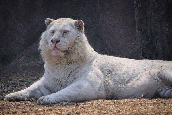 4. Oldukça nadir görülen beyaz bir aslan: