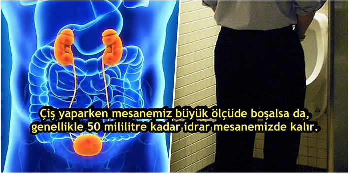 Çişin Bilimi: Nasıl İşediğimizi ve Neden İstediğimiz Her An İşeyemediğimizi Biliyor musunuz?