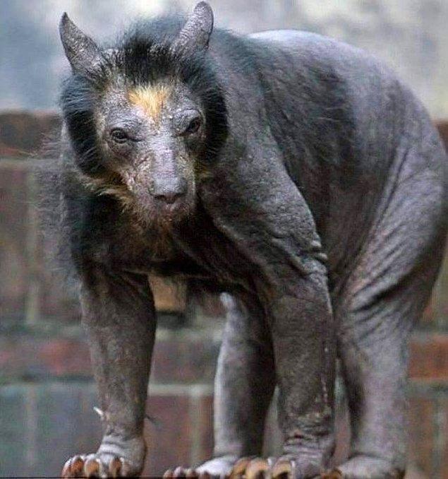 13. Have you ever seen a hairless bear before?