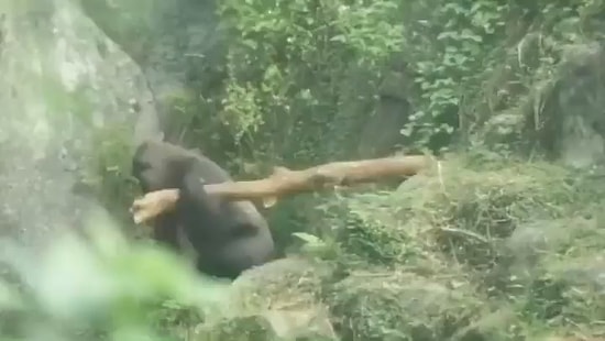 Esir Tutulduğu Hayvanat Bahçesinden Kütük Yardımıyla Kaçmaya Çalışan Goril