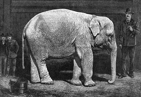 Необычная история слона Топси, которого казнили электричеством за убийство своего смотрителя