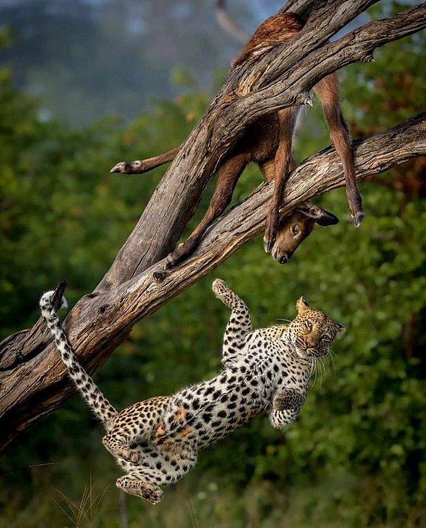 13. Avlandıktan hemen sonra ağaçtan düşen bir leopar: