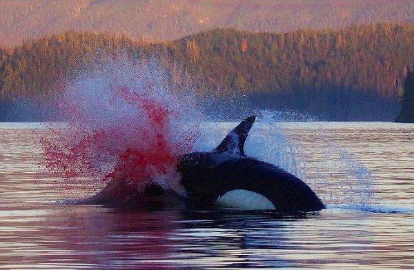 2. Deniz aslanına ölümcül bir yara açan katil balina: