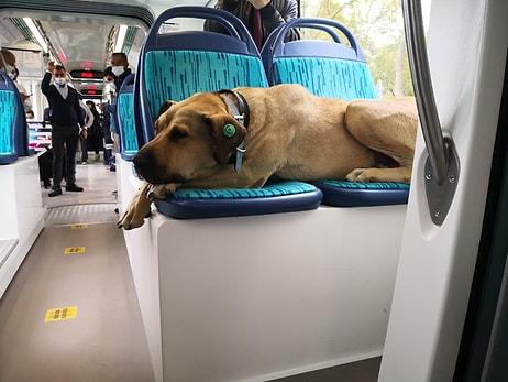Tramvaya Kaka Yaptı Diye İftira Atıldığı Ortaya Çıkan Köpek Boji Olayı Tepkilere Neden Oldu