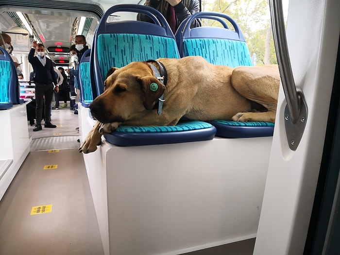 Tramvaya Kaka Yaptı Diye İftira Atıldığı Ortaya Çıkan Köpek Boji Olayı Tepkilere Neden Oldu