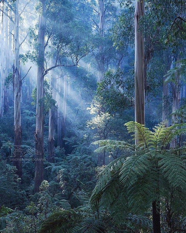 2. Avustralya yağmur ormanlarından sadece ufak bir bölüm...