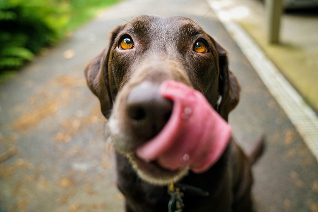 1. 6 tane yavru köpeğe zarar vermeye çalışan Floridalı bir adam, anne köpek tarafından öldürülmüştür.
