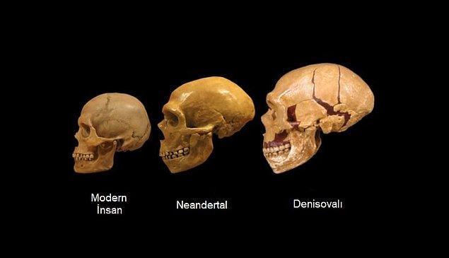 Benzer şekilde Neandertallerle ortaklık kurdukları da ortaya çıkarıldı.