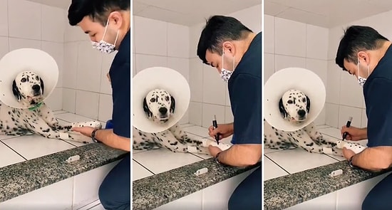 Yaralı Köpeğin Patisindeki Bandaja Kalemle Benekler Konduran Veterinerden Yumuşacık Hissettiren Hareket