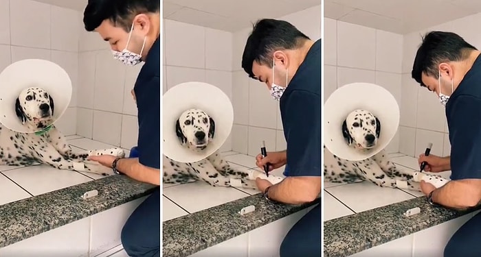 Yaralı Köpeğin Patisindeki Bandaja Kalemle Benekler Konduran Veterinerden Yumuşacık Hissettiren Hareket