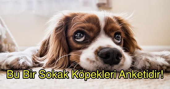 Bu Bir Sokak Köpekleri Anketidir!