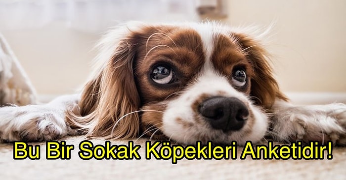 Bu Bir Sokak Köpekleri Anketidir!