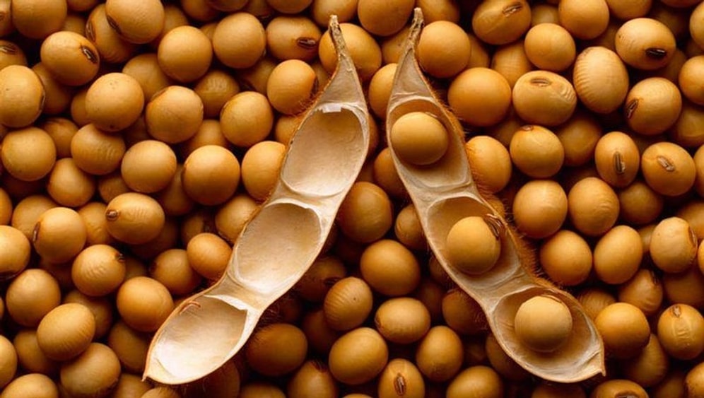 Soya Fasulyesinin Faydaları Nelerdir? Soya Fasulyesinin Besin Değerleri Nedir?
