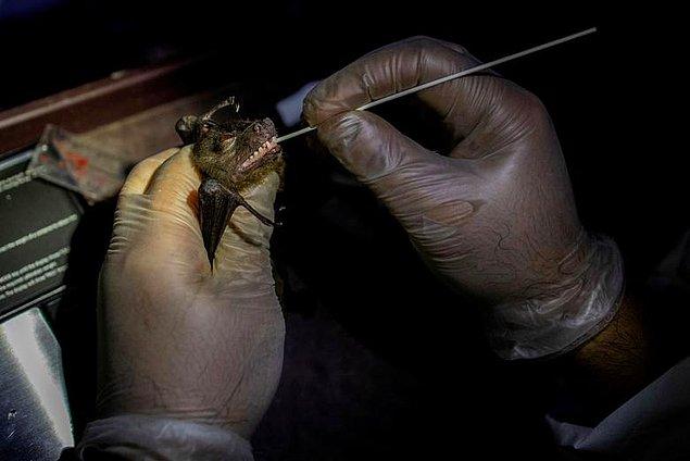 87. Bir yarasa ekolojisti olan Phillip Alviola, Filipinler Los Banos Üniversitesi'nden alınan bir yarasadan oral sıvı alıyor, Eloisa Lopez.