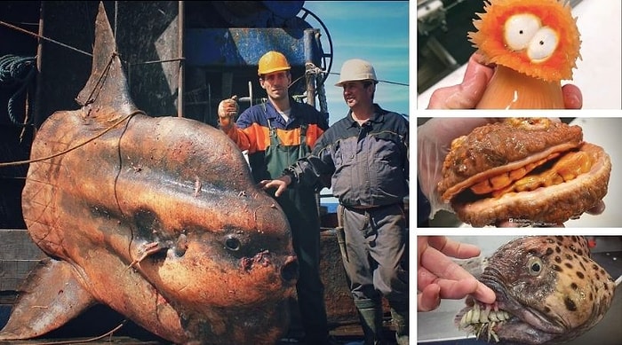 Рыба-чизбургер и другие причудливые морские существа, которые попались в сети рыбака из Мурманска