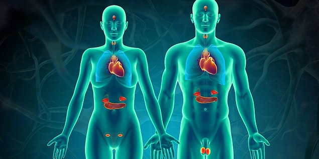 Vazopressin, vücudumuzdaki en bilindik ve önemli hormonlardan biridir.
