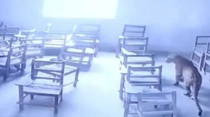 В Индии в школу взобрался леопард и ранил ученика