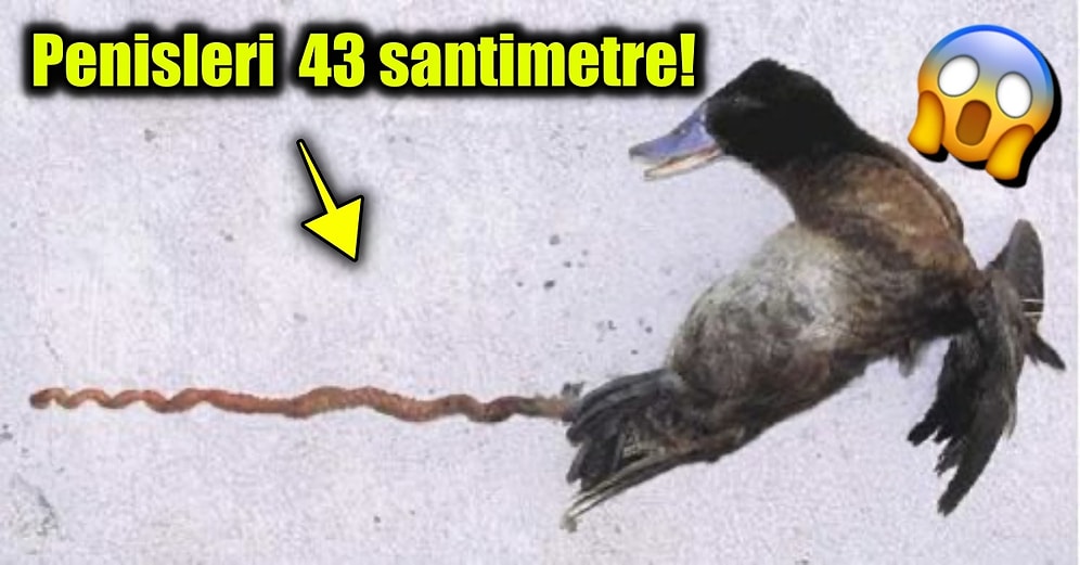 Doğanın Korkutucu Yüzünü İliklerinize Kadar Hissetmenize Sebep Olacak Birbirinden Ürkütücü 15 Yeni Fotoğraf