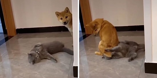 «Что не так с вашей собакой»: Люди делятся фотографиями своих «неисправных» четвероногих любимцев (15 новых фото)