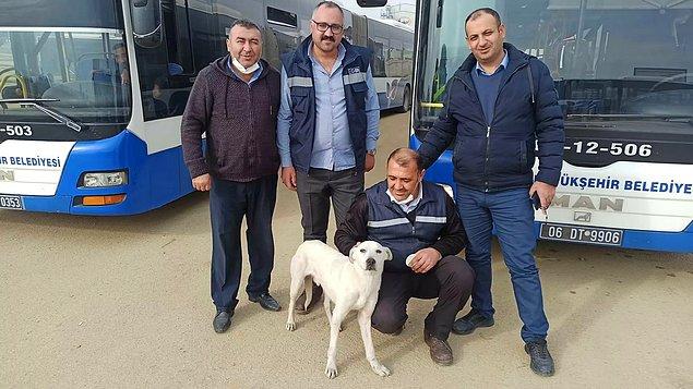 Tıpkı Boji gibi Ankara'nın da gezgin bir köpeği var: Barış!