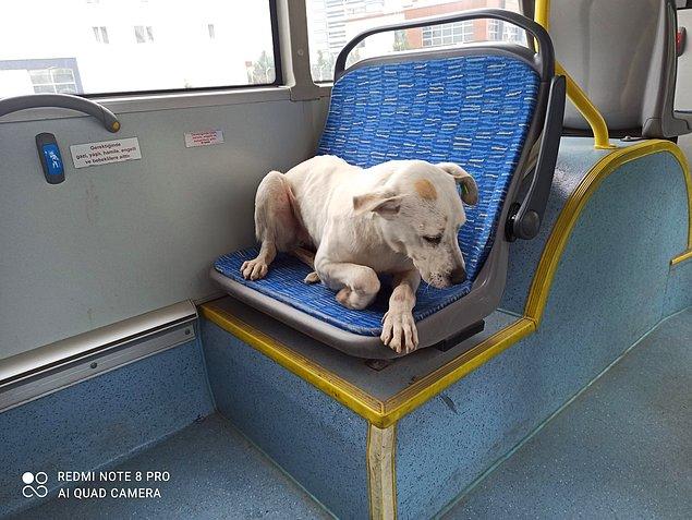 Belediye otobüsü şoförleri, gezgin Barış köpeğin hiç kimseye zararı olmadığını ve onu çok sevdiklerini söylüyorlar.