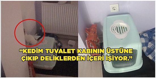 Yaptıkları Paylaşımlarla Kedilerin Dünyadaki En İlginç Canlılar Olduğunu Kanıtlayacak 15 Kişi