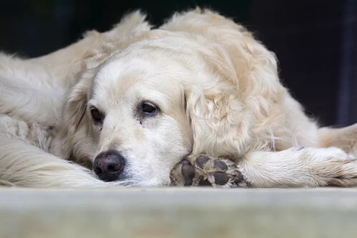 Kısırlaştırma Sonrası Köpeğe Nasıl Bakılır? İşte Kısırlaştırma Sonrası Köpek Bakımının İncelikleri...