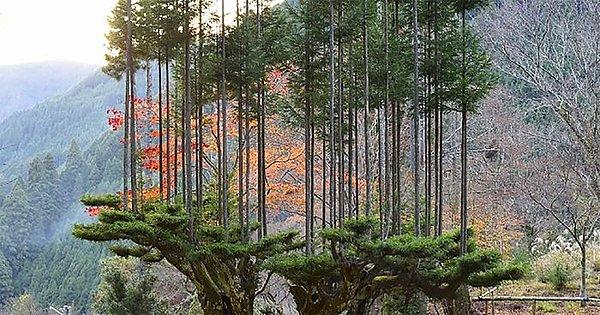 4. Japonlar 700 yılı aşkındır ağaç kesmeden odun elde ediyorlar. 14. yüzyılda Daisugi tekniği Japonya'da keşfedildi.
