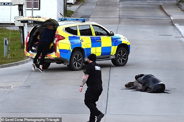 На Фолклендах обитают как южные морские львы, так и морской слон, первые из них коричневые и пушистые с заметными ушами, а вторые более крупные и серые.