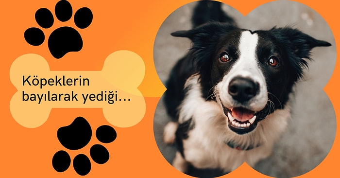 Köpeğinizin Gözlerinden Kalpler Çıkaracak Birbirinden Lezzetli Yaş Mamalar