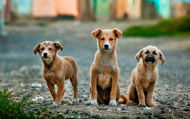 9. Sokak köpekleri sayısı yüksek olan dünyanın beşinci şehridir.