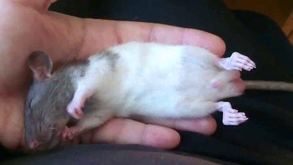 Araştırmanın sonucunda sıçanların uyku esnasında belirli anılarını hatırladığı görüldü.