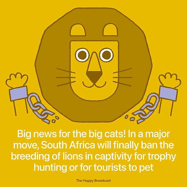 15. "Güney Afrika'da kabul edilen yeni bir yasaya göre aslanlar artık avcılık için veya turist ilgisi için yetiştirilmeyecek."