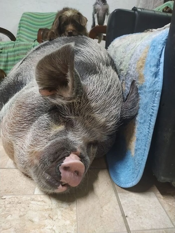 Лилика воспитывается в помещении как домашнее животное и живет в одной комнате с Розангелой и ее мужем.