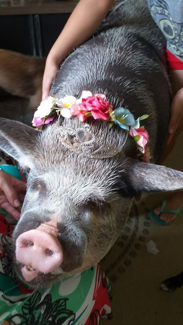 Свинья привлекает внимание повсюду, и ее любят многие люди, особенно дети.