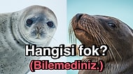 Daha Önce Hep Birbirine Karıştırdığımız Deniz Aslanı ve Foku Nasıl Ayırt Ederiz?
