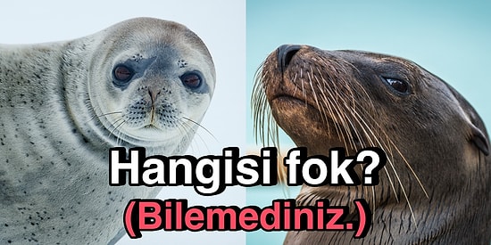 Daha Önce Hep Birbirine Karıştırdığımız Deniz Aslanı ve Foku Nasıl Ayırt Ederiz?