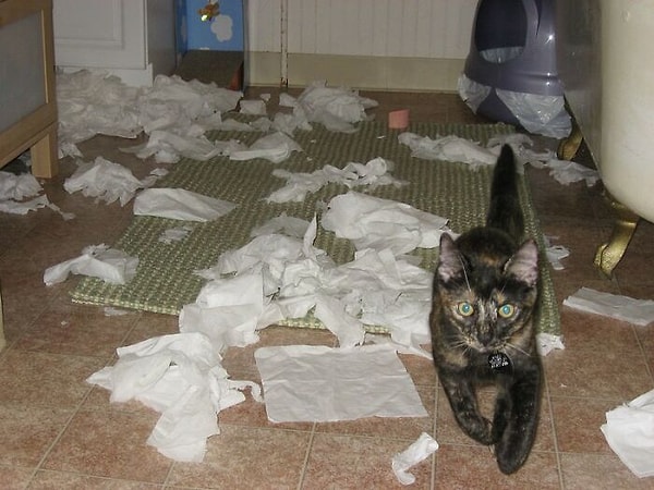 14. ... Я едва могу ухаживать за своей кошкой. Как вы думаете я буду справляться с ребенком?