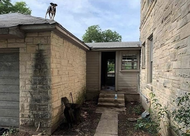 3. Halis mi görüyorum yoksa çatıda bir köpek mi var?