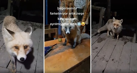 Evine Gelen Yavru Tilkilerin Karnını Doyurup Arkadaşlık Eden Adamın Kalpleri Eriten Anları