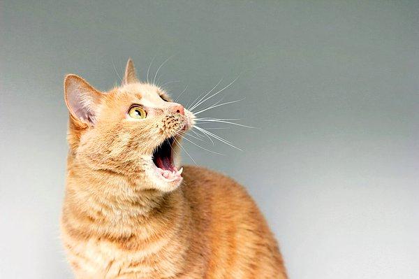 Sudan nefret etmek, evcil kedilerin en bilinen özelliklerinden birisi. Ama bu sav tüm kediler için geçerli midir?