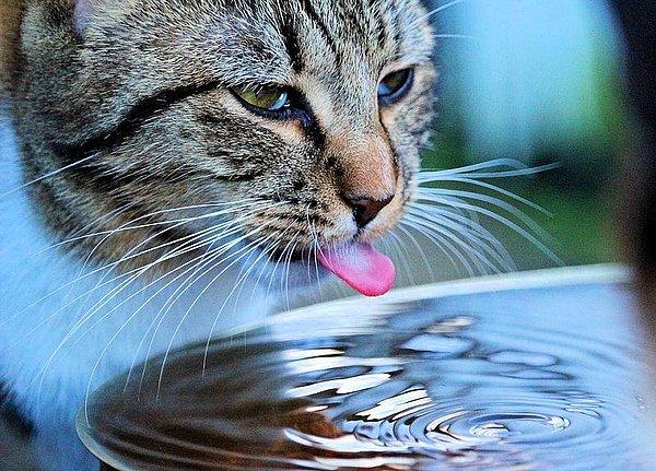 Bu teorilerden ilki, kedilerin suya çok az maruz kalmaları.