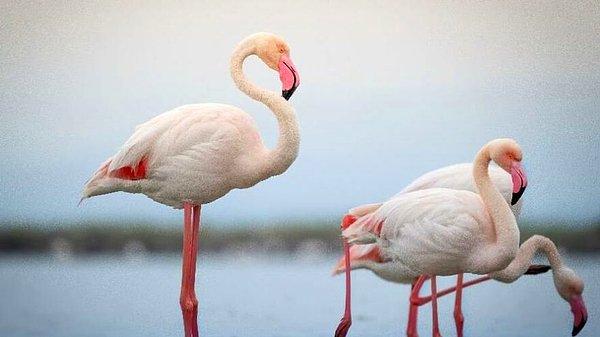 Başka bir teori, flamingoların vücut sıcaklığını korumak için bu duruşta dinlendikleri yönünde.