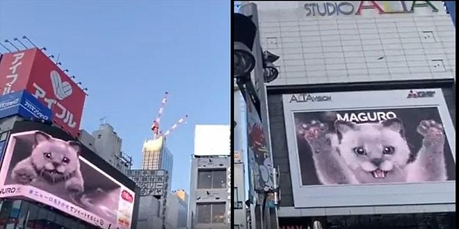 Tokyo Sokaklarındaki 3D Görseller Boyut Atladı Artık Ekranlar Birbiriyle Etkileşimli