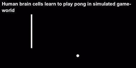 Bilim İnsanları Beyin Hücrelerine Yapay Zekanın 90 Dakikada Öğrendiği Pong Oyununu 5 Dakikada Öğretti
